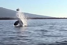 Une orque s’amuse à propulser une tortue dans les airs (vidéo)